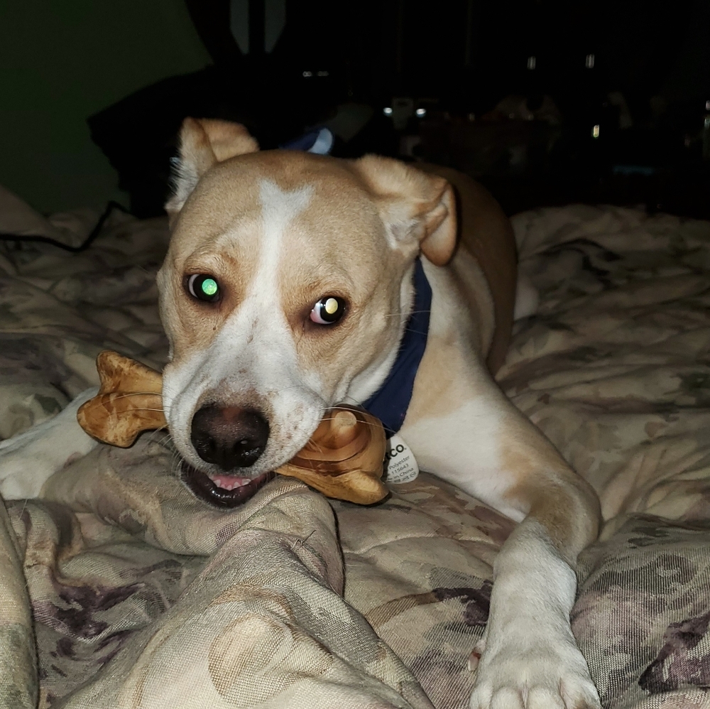 Dog Mystery Box